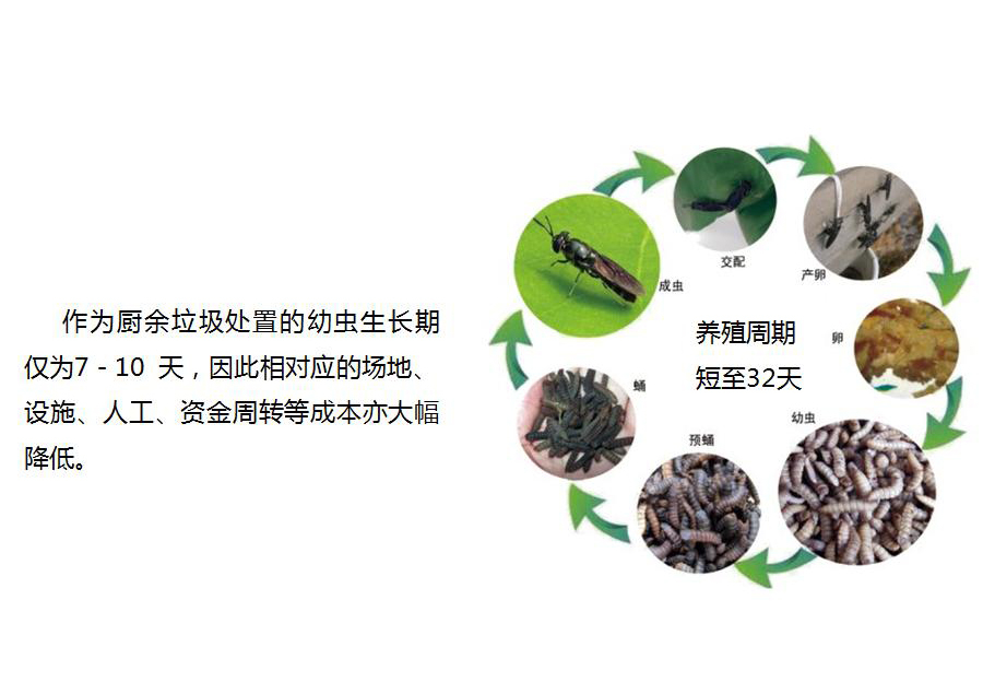 黑水虻怎么處理餐廚垃圾？